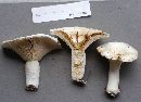 Lactarius deceptivus image